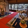 息づく長浜盆梅展