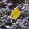 ゴールデンバタフライ(in my aquarium)