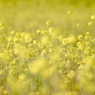 のどか