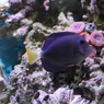 パープルタン(in my aquarium)