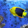 ロックビューティ（ブラジル）(in my aquarium)