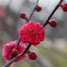 梅の花・緋の司
