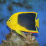 ロックビューティー（ブラジル）(in my aquarium)