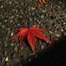 落ち葉1 2015 iPhone 4S