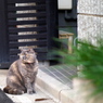 お隣？の猫