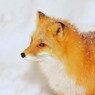 雪解けの季節はガーリーな装い