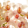 Cymbidium