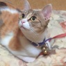 見つめる先は・・・