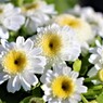 白い花　頑張れ