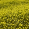 SPRING YELLOW 2