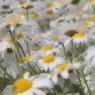 マーガレット6 2018 Super-Takumar 55mmF1.8/E-P2