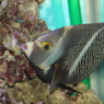 フレンチエンゼル(in my aquarium)