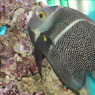 フレンチエンゼル(in my aquarium)