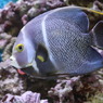 フレンチエンゼル(in my aquarium)