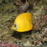 ゴールデンバタフライ(in my aquarium)