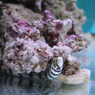 クモウツボ(in my aquarium)