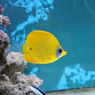 ゴールデンバタフライ(in my aquarium)