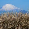 曽我梅林の彼方に佇む富士山