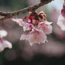 春光　寒桜