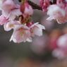 春光　寒桜　Ⅱ
