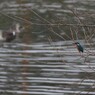 Kingfisher1