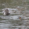 Kingfisher2