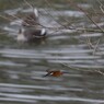 kingfisher3
