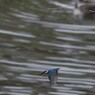 kingfisher4