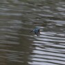 kingfisher5