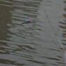 kingfisher7