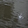 Kingfisher8