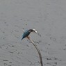 Kingfisher9