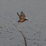 Kingfisher10