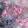 朧蕾