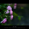 5月、烏鎮