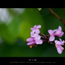 5月、烏鎮