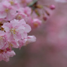 河津桜_代々木公園_07
