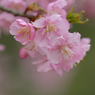 河津桜_代々木公園_09