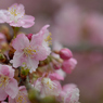 河津桜_代々木公園_10
