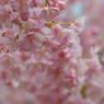 河津桜_代々木公園_11