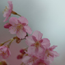 河津桜_代々木公園_13