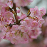 河津桜_代々木公園_14