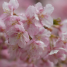 河津桜_代々木公園_15