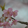 河津桜_代々木公園_16