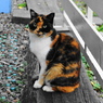 吉祥寺猫