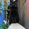 吉祥寺猫