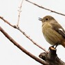 春待ち鳥、、、。