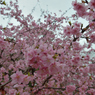河津桜_代々木公園_17