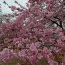 河津桜_代々木公園_19
