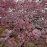 河津桜_代々木公園_20